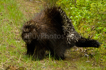 Porcupine bristling stiff guard hairs