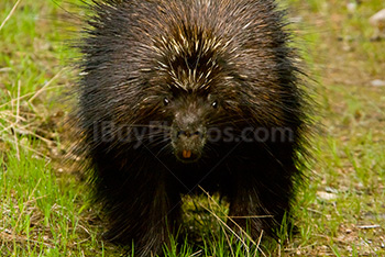 Porcupine facing camera in forest