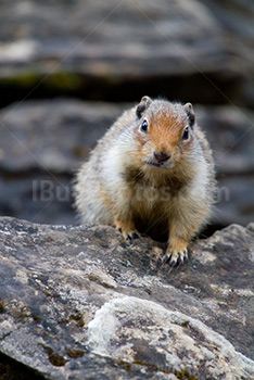 Prairie dog on rock facing camera