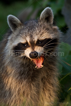 Aggressive racoon with mouth open, showing teeth