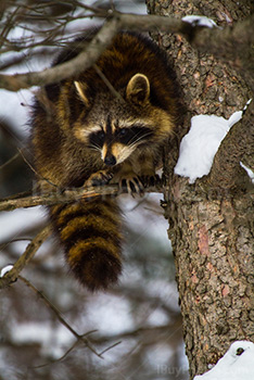 Raccoon sitting on branch with snow on tree in Winter