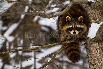 Raccoon on branch with snow in Winter