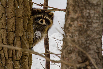Raccoon hiding behing tree in Winter
