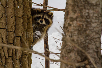 Raton laveur caché derrière arbre et sort sa tête