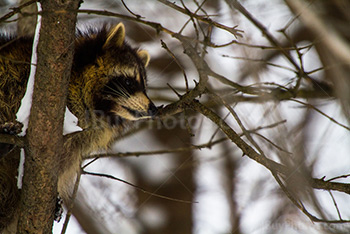 Raton laveur de profil dans branches d'arbre en hiver