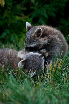 Raccoons cuddling on grass