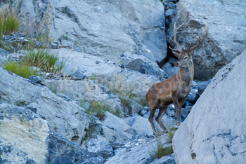 Photo: Cerf Rouge 001