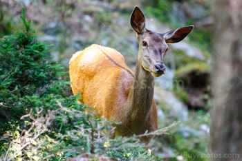 Photo: Red Deer 002