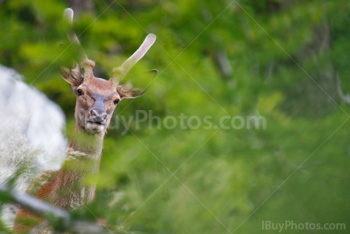 Photo: Cerf Rouge 003