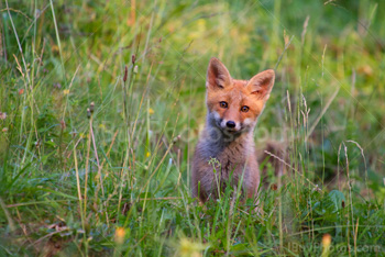 Photo: Red Fox Cub 001