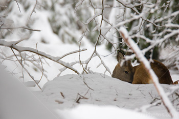 Photo: Roe Deer 001