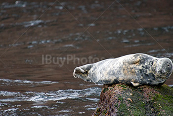 Seal laying on rock in the sea