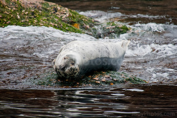 Seal laying on rock near Bonaventure Island