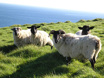 Irish sheeps with black heads in pasture on coast of Ireland