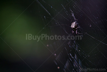 Spider on spider web