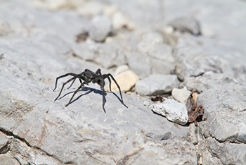 Black spider on rock in Rocky Mountains