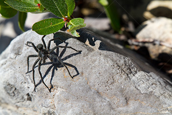 Araignéee noire en Alberta sur un caillou