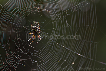 Spider on a spiderweb