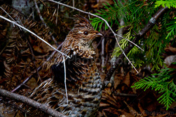 Femelle de grand tétras du Canada camouflée dans les feuilles et les branche