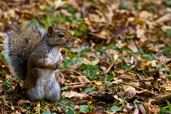 Squirrel standing among leaves in Autumn