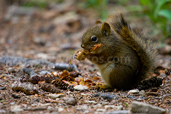 Baby squirrel eating pine cone