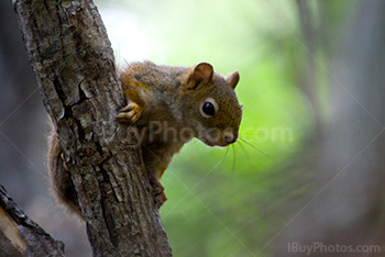 Squirrel on branch in tree in forest