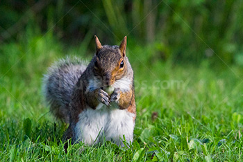 Squirrel eating nut on grass