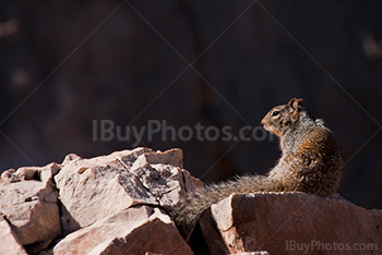 Squirrel seating on rocks in Grand Canyon