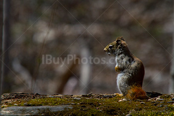 Squirrel standing on trunk covered with moss