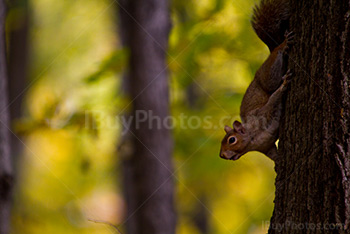 Squirrel on a trunk in forest