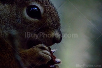 Squirrel eating pine cone close up