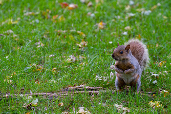 Squirrel standing on grass with Autumn leaves