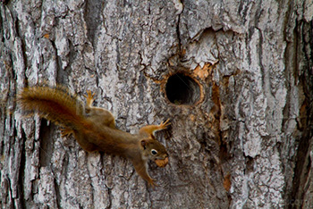 Squirrel climbing on tree to reach nest in trunk hole