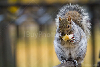 Squirrel eating apple on bench on blurry background with Autumn colors