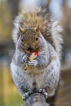 Squirrel eating fruit on bench