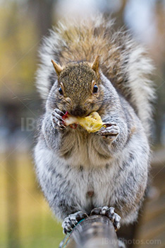 Squirrel eating apple on bench, close-up photography