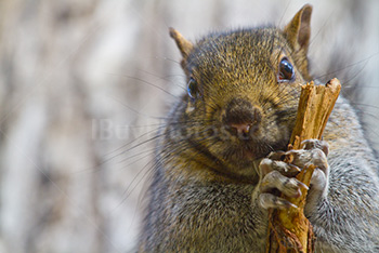 Squirrel holding stick on branch on blurry tree trunk background