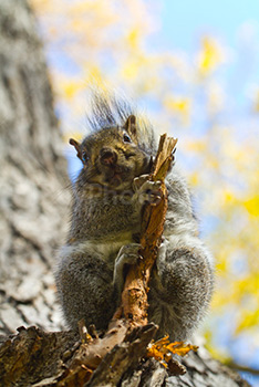 Squirrel on branch in low angle photo with autumn leaves