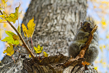 Squirrel holding branch on tree with autumn leaves on background, low angle