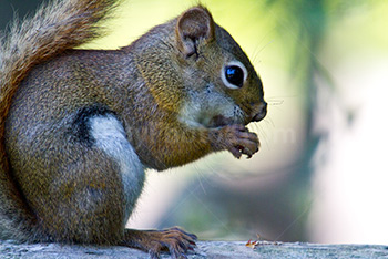 Squirrel eating nut on piece of wood, close-up