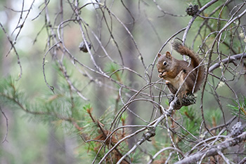 écureuil qui mange une pomme de pin dans les branches