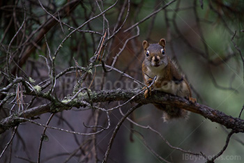 Squirrel looking on branch in pine tree