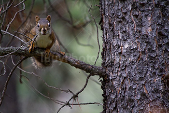 Squirrel seating on branch in tree