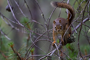 Squirrel on pine tree branch
