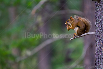 Squirrel eating pine cone on branch