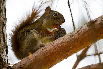 Squirrel eating cone in pine tree on branch