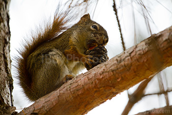 Squirrel eating pine cone on a branch