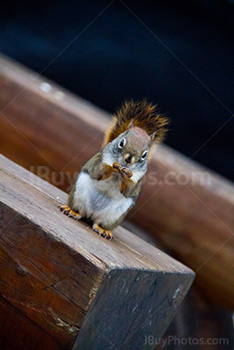Squirrel holding food in hans while standing on wood bench