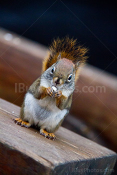 Squirrel standing and eating on wooden bench