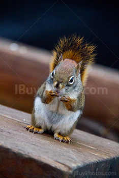 Squirrel licking fingers after eating on wood bench